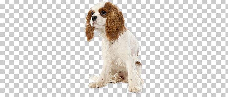 Dogs PNG, Clipart, Dogs Free PNG Download