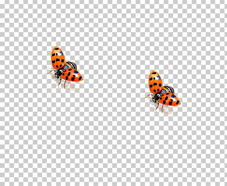 Ladybird Beetle PNG, Clipart, Animal, Aphid, Beetle, Body Jewelry, Bug Free PNG Download
