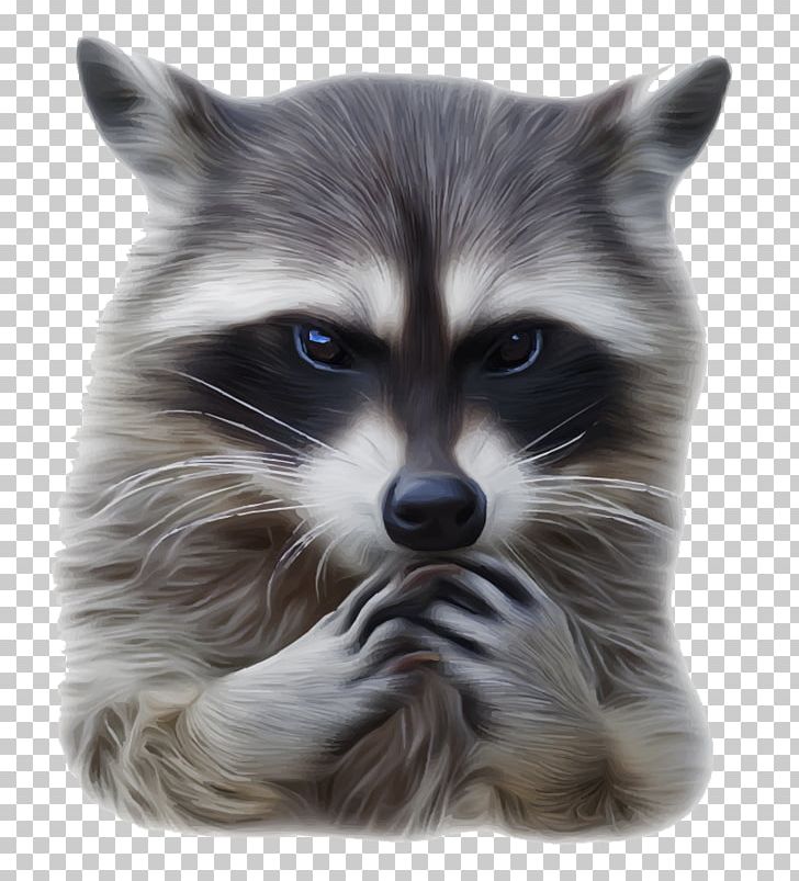 Raccoon Rat Euclidean Illustration PNG, Clipart, Animals, Carnivoran, Cartoon Raccoon, Coon, Cute Raccoon Free PNG Download