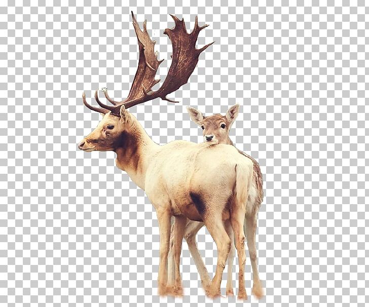Samsung Galaxy S6 Deer IPhone 6 Plus PNG, Clipart, Animal, Animals, Antler, Christmas Deer, Desktop Wallpaper Free PNG Download