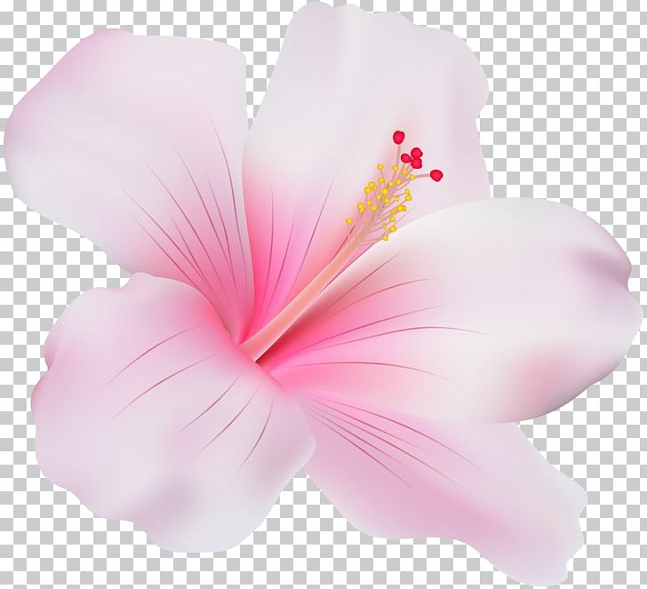 Shoeblackplant Mallows Common Hibiscus Flower PNG, Clipart, Clip Art, Common, Common Hibiscus, Flower, Flowering Plant Free PNG Download