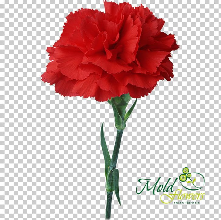 Carnation Light Flower Bouquet Red PNG, Clipart, Annual Plant, Birth Flower, Blue, Carnation, Cut Flowers Free PNG Download