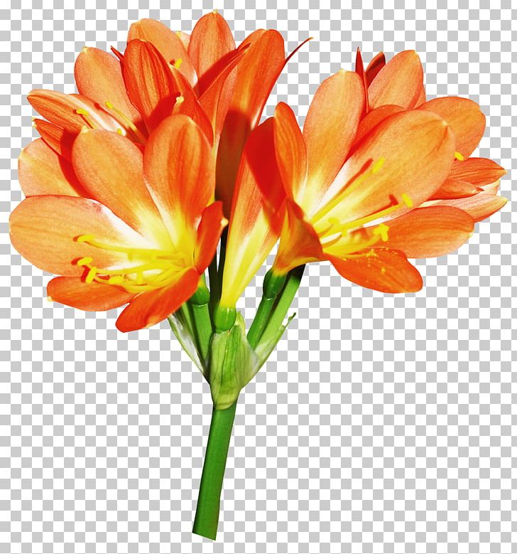Lilium Candidum Flower Euclidean PNG, Clipart, Alstroemeriaceae, Bud, Calla Lily, Cut Flowers, Daylily Free PNG Download