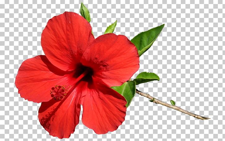 Shoeblackplant Flower PNG, Clipart, China Rose, Digital Image, Email, Flower, Flowering Plant Free PNG Download