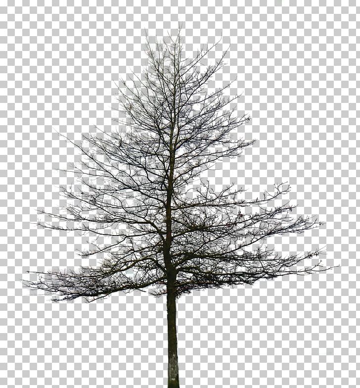 Eastern White Pine Fir Tree PNG, Clipart, Black And White, Branch, Christmas Tree, Conifer, Conifer Cone Free PNG Download