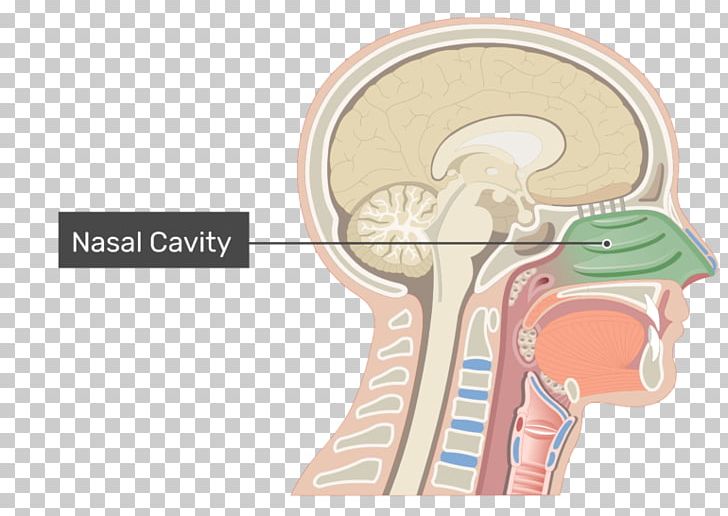 Nasal Cavity Anatomy Of The Human Nose PNG, Clipart, Anatomy, Anatomy Of The Human Nose, Body Cavity, Cartilage, Ear Free PNG Download