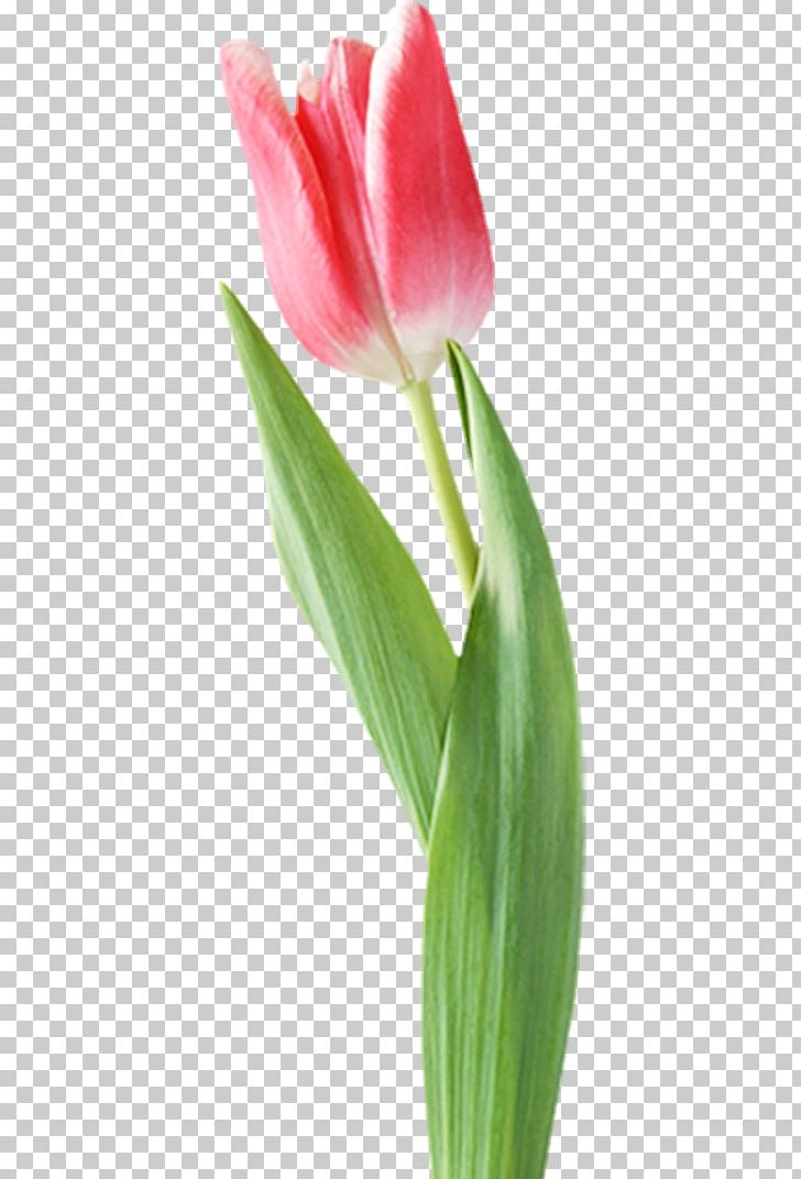 Tulip Amaryllis Cut Flowers Jersey Lily Blog PNG, Clipart, Amaryllis, Amaryllis Belladonna, Belladonna, Blog, Bud Free PNG Download