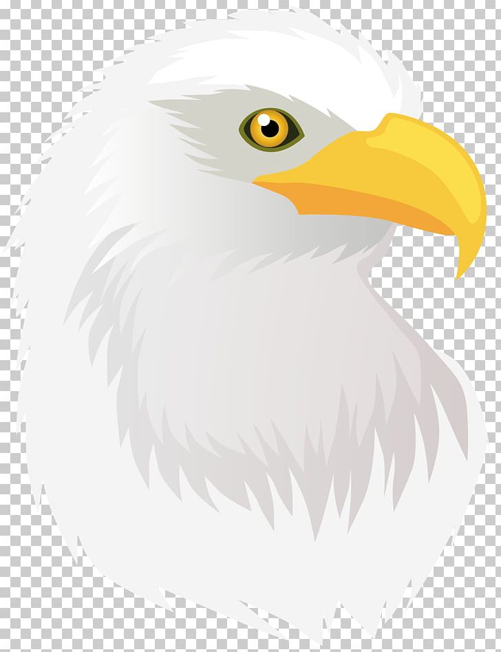 Bald Eagle Hawk PNG, Clipart, Accipitriformes, Animal, Bald Eagle, Beak, Bird Free PNG Download