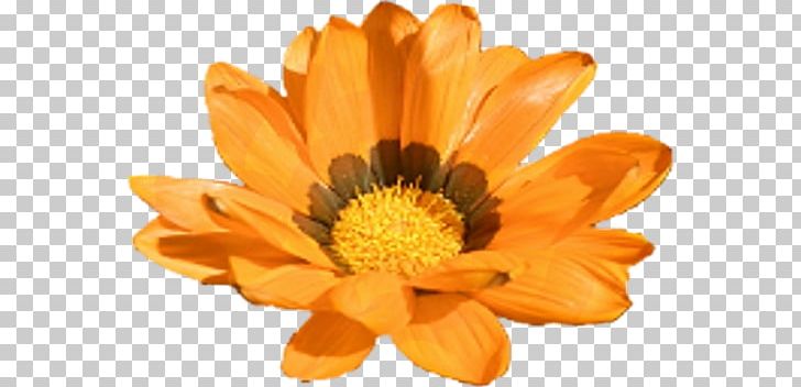 Calendula Officinalis Marigold Flower Yellow PNG, Clipart, Calendula, Calendula, Camomile, Color, Daisy Family Free PNG Download