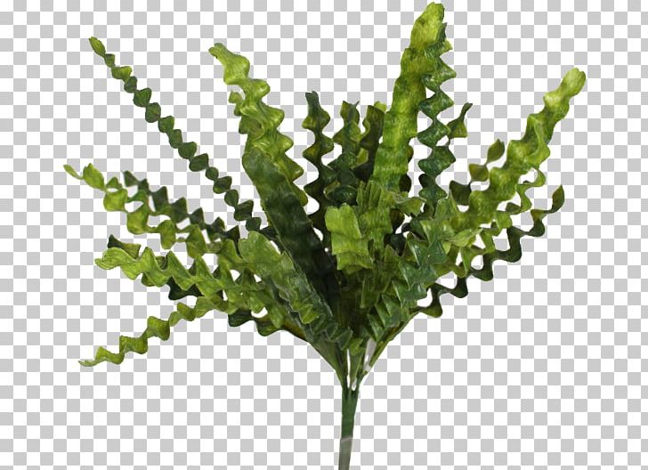 Fern Plant Stem Business Room Leaf PNG, Clipart, Business, Cactus Wreath, Cement, Door, Fern Free PNG Download