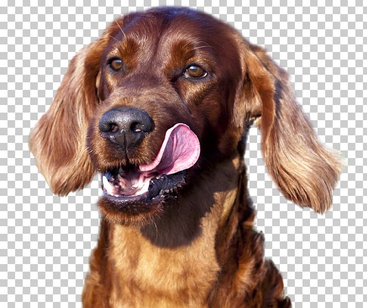 Field Spaniel Irish Setter Picardy Spaniel Irish Red And White Setter Sussex Spaniel PNG, Clipart, Breed, Carnivoran, Companion Dog, Dog, Dog Breed Free PNG Download