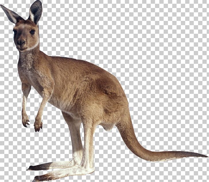 Kangaroo PNG, Clipart, Animal, Animals, Australia, Cartoon Kangaroo, Christmas Kangaroo Free PNG Download