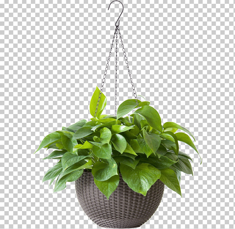 Flowerpot Houseplant Flower Leaf Plant PNG, Clipart, Anthurium, Flower, Flowerpot, Herb, Houseplant Free PNG Download