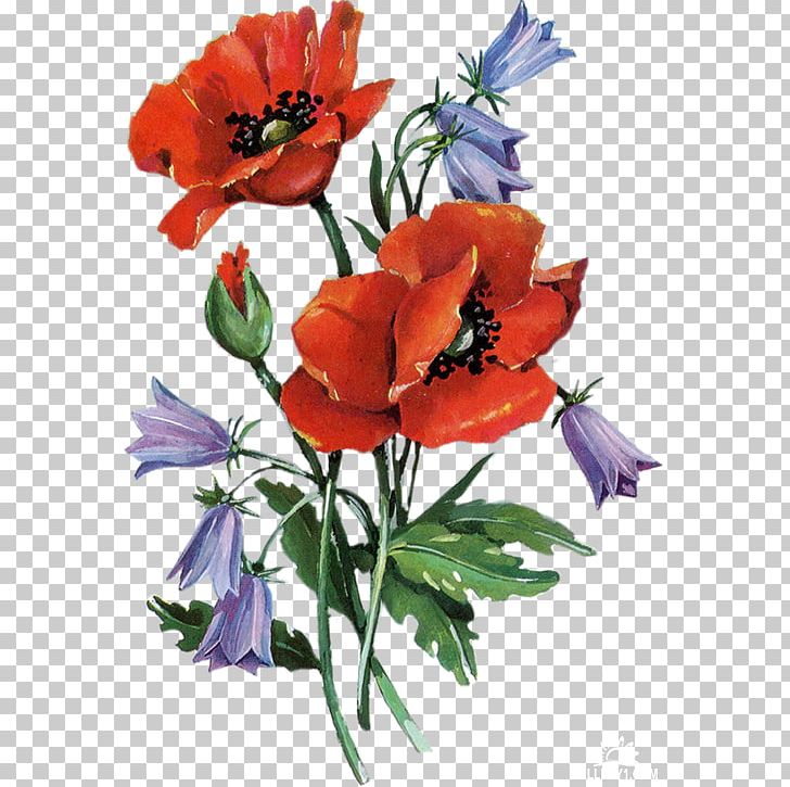 Cut Flowers Flower Bouquet Anemone Plant Stem PNG, Clipart, Anemone, Annual Plant, Cut Flowers, Flower, Flower Bouquet Free PNG Download