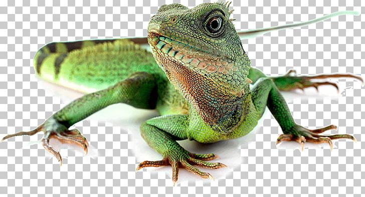 Lizard Reptile Komodo Dragon Chinese Water Dragon Australian Water Dragon PNG, Clipart, American Chameleon, Animals, Asap, Bearded Dragon, Chameleon Free PNG Download