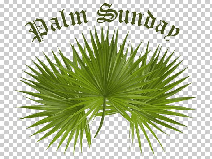 Palm Sunday Arecaceae Facebook Easter PNG, Clipart, Arecaceae, Arecales, Art, Borassus Flabellifer, Desktop Wallpaper Free PNG Download