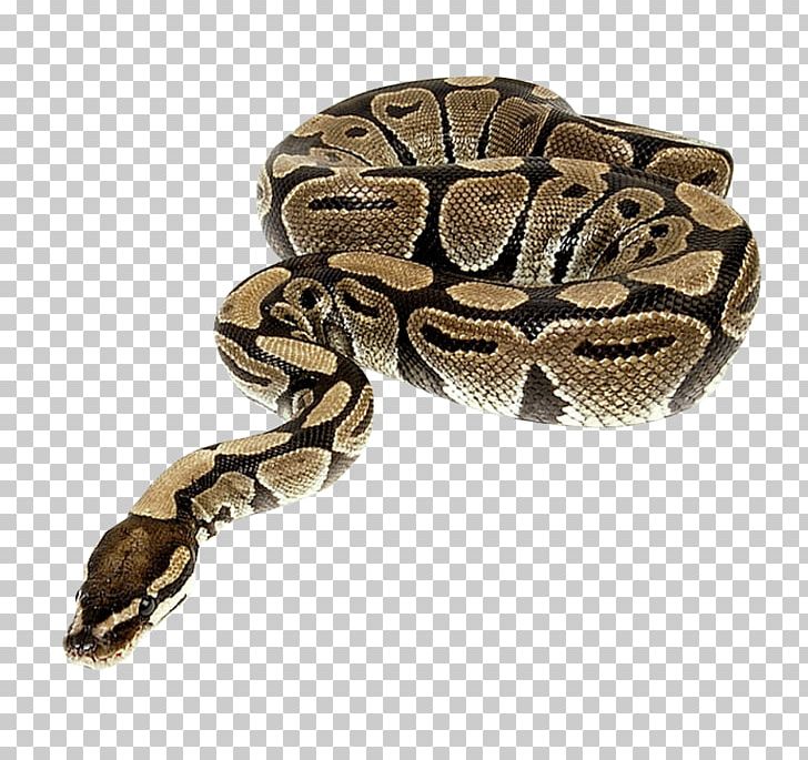 Snake Python Reptile PNG, Clipart, Animal, Animals, Ball Python, Bite, Boa Constrictor Free PNG Download
