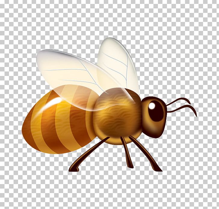 Apidae Insect Cartoon PNG, Clipart, Apis Florea, Arthropod, Balloon Cartoon, Bee, Boy Cartoon Free PNG Download