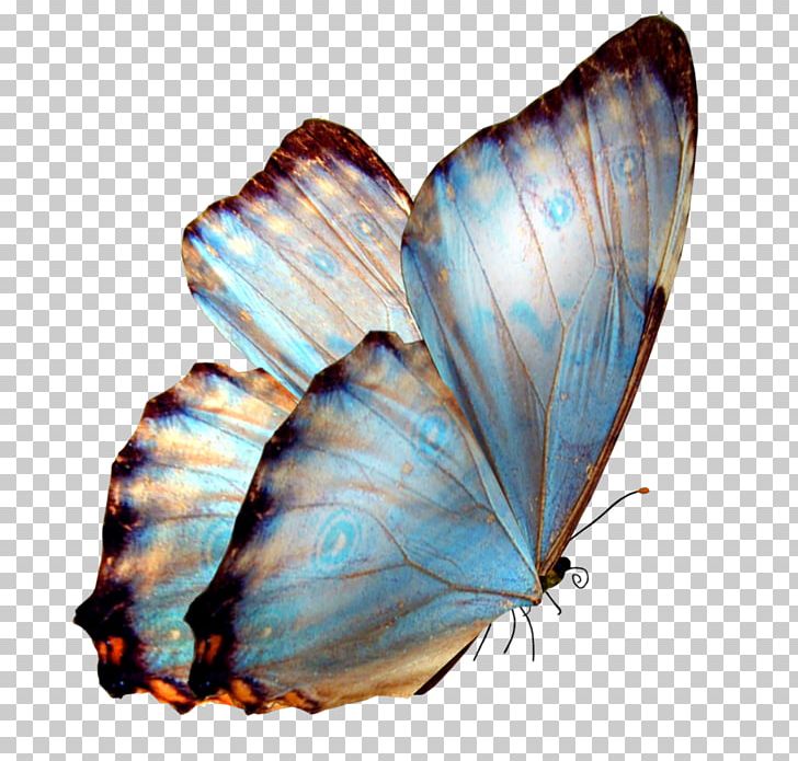 Full-Color Decorative Butterfly Illustrations PNG, Clipart, Arthropod, Brush Footed Butterfly, Download, Insect, Insects Free PNG Download