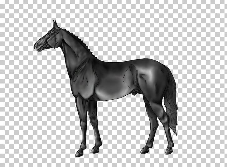 Stallion Foal Dutch Warmblood Mustang Mare PNG, Clipart, Black, Black And White, Bridle, Colt, Dutch Warmblood Free PNG Download