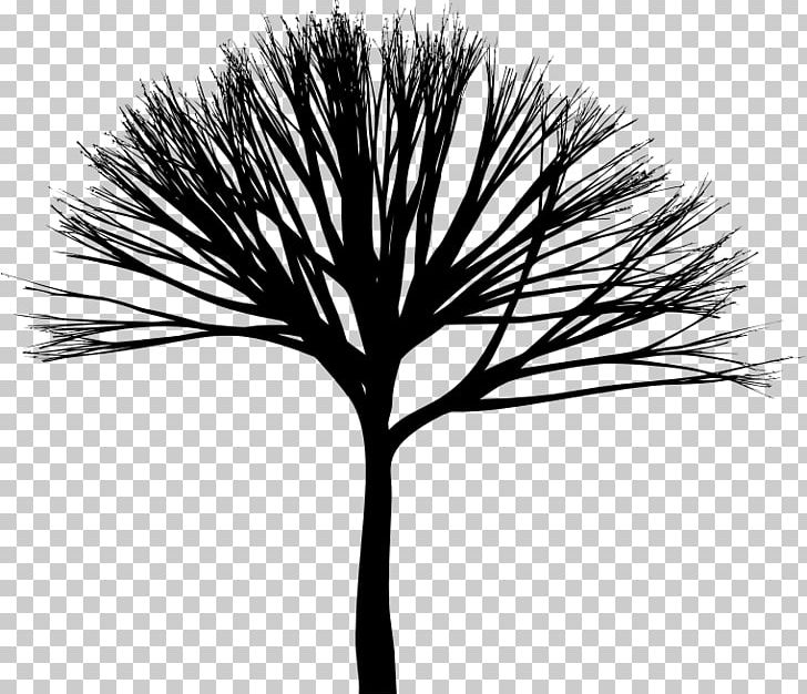 Twig PNG, Clipart, Arecales, Black And White, Branch, Computer Icons, Drawing Free PNG Download