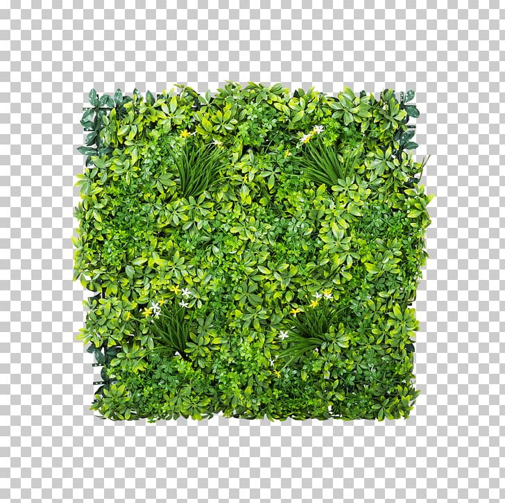 Gardening Shrub Green Wall Lawn PNG, Clipart, Artificial Flower, Artificial Turf, Box, Evergreen, Flower Free PNG Download