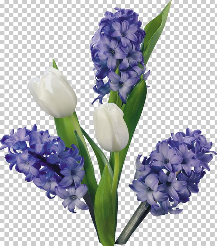 Hyacinth Flower Tulip PNG, Clipart, Clip Art, Cut Flowers, Floral Design, Flower, Flowering Plant Free PNG Download