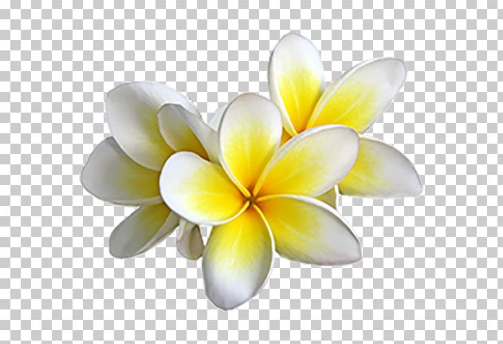 free tahitian clipart