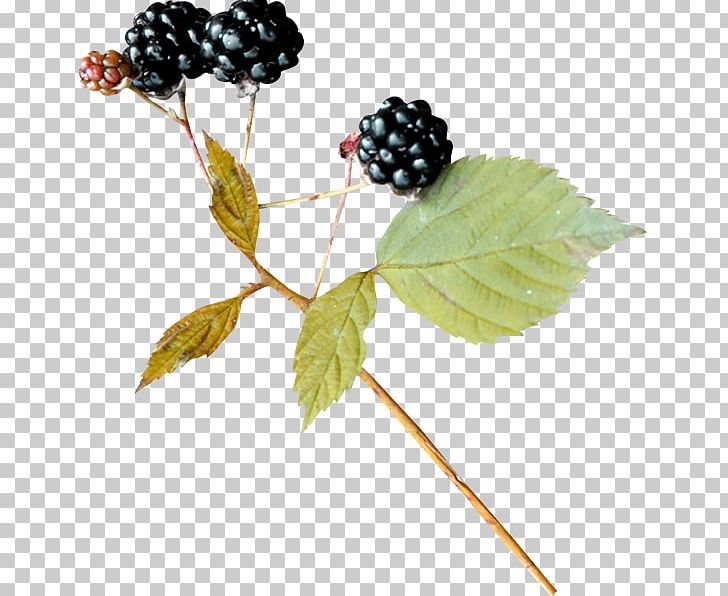 Bramble BlackBerry Leaf PNG, Clipart, Berry, Blackberry, Bramble, Fruit, Fruit Nut Free PNG Download