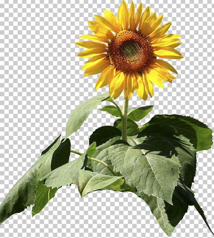 Common Sunflower Sunflower Seed Daisy Family Plant PNG, Clipart, Color, Common Sunflower, Daisy Family, Flower, Flowering Plant Free PNG Download