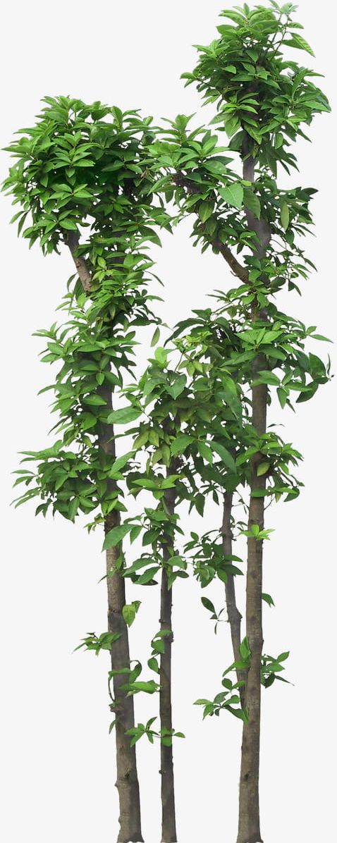 Green Tall Trees PNG, Clipart, Big, Big Tree, Ching, Ching Ming Festival, Festival Free PNG Download