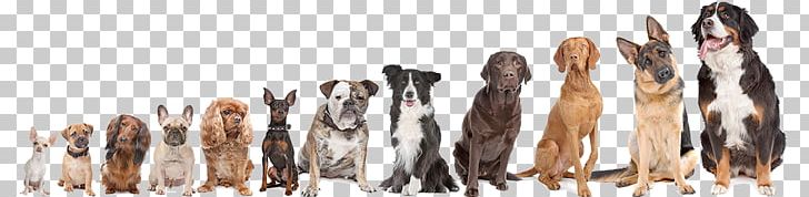 Shiba Inu Dog Breed Maltese Dog Dachshund Puppy PNG, Clipart, Bichon Frise, Breed, Dachshund, Dog, Dog Breed Free PNG Download