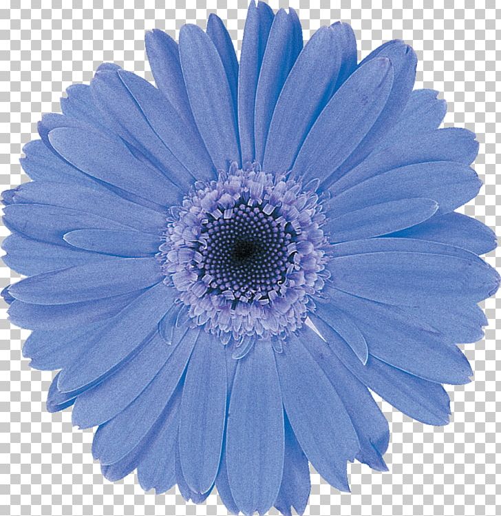 Transvaal Daisy Jigsaw Puzzles Cut Flowers Chrysanthemum Espírito Santo PNG, Clipart, Birthday, Blue, Breast, Chrysanthemum, Chrysanths Free PNG Download