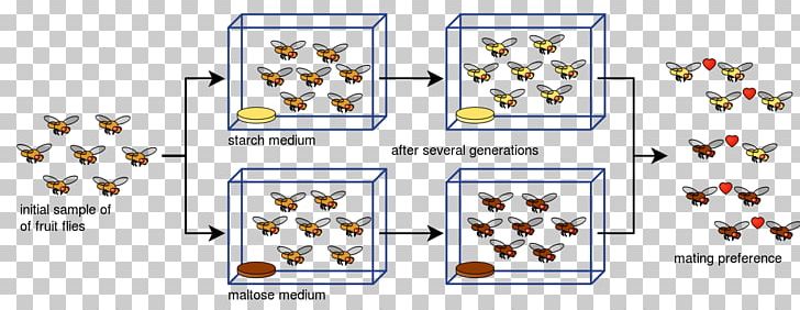 Drosophila Pseudoobscura Sympatric Speciation Geographical Isolation Common Fruit Fly PNG, Clipart, Angle, Apple Maggot, Area, Biology, Common Fruit Fly Free PNG Download