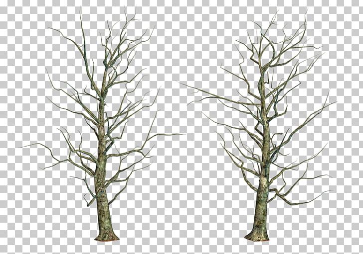 Tree Branch Twig Trunk PNG, Clipart, Branch, Download, Grass, Grass Family, Information Free PNG Download