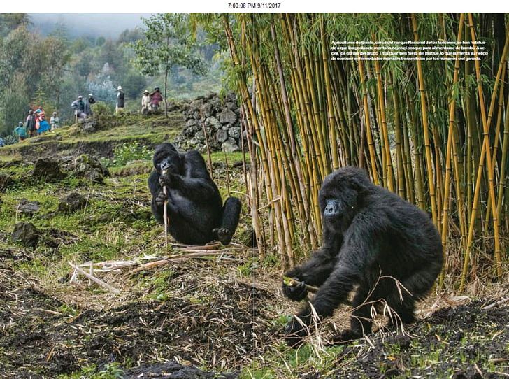 Virunga Mountains Volcanoes National Park Mountain Gorilla Western Lowland Gorilla Chimpanzee PNG, Clipart, Animals, Chimpanzee, Digit Fund, Eastern Lowland Gorilla, Fauna Free PNG Download