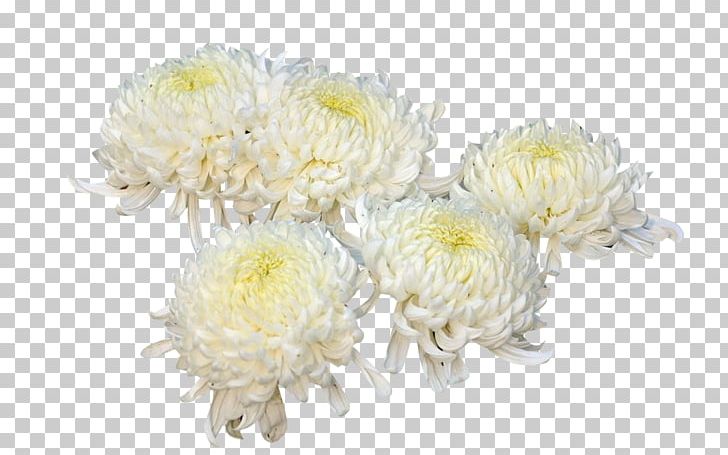 Chrysanthemum Xd7grandiflorum Flower Plant PNG, Clipart, Chrysanthemum Chrysanthemum, Chrysanthemum Xd7grandiflorum, Chrysanths, Dahlia, Daisy Family Free PNG Download