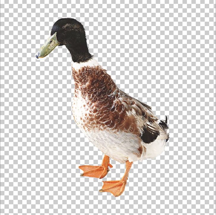 Duck Chicken Domestic Goose PNG, Clipart, Animals, Beak, Bird, Chicken, Domestic Goose Free PNG Download