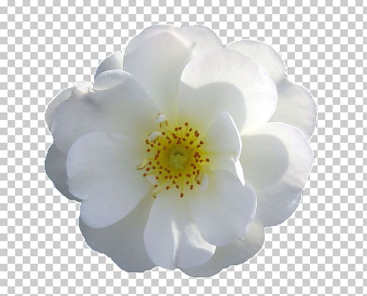 Flower Rose PNG, Clipart, Blue Rose, Color, Computer Icons, Cut Flowers, Desktop Wallpaper Free PNG Download