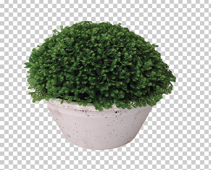 Moss Houseplant Flowerpot Ornamental Plant PNG, Clipart, Biological Life Cycle, Burknar, Cut Flowers, Flowerpot, Food Drinks Free PNG Download