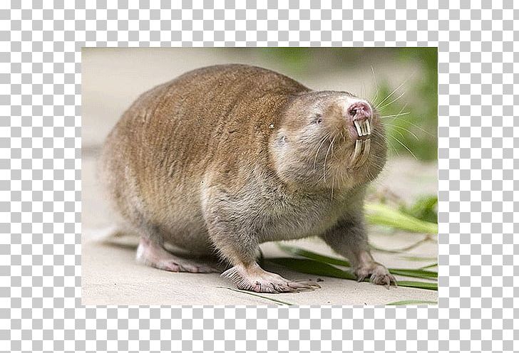 Naked Mole-rat Beaver Cape Dune Mole-rat Silvery Mole-rat PNG, Clipart, Animals, Beaver, Blesmol, Control, Damara Molerat Free PNG Download
