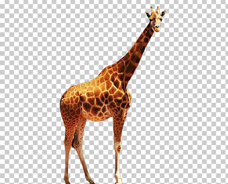 Northern Giraffe Euclidean Computer File PNG, Clipart, Adobe Illustrator, Animals, Cartoon Giraffe, Cute Giraffe, Encapsulated Postscript Free PNG Download