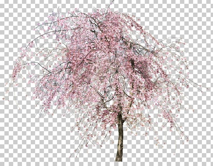 Tree Flower PNG, Clipart, Blossom, Branch, Cherry Blossom, Data, Flower Free PNG Download