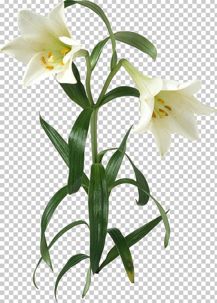 Lilium Flower PNG, Clipart, Callalily, Cut Flowers, Encapsulated Postscript, Flower, Flower Bouquet Free PNG Download