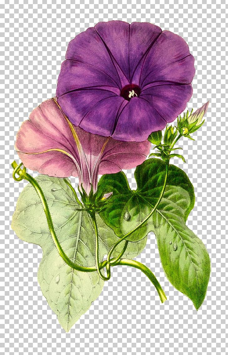 Flower Floral Design Passiflora Vitifolia PNG, Clipart, Annual Plant, Floral Design, Flower, Flowering Plant, Herb Free PNG Download