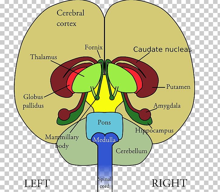 Frontal Lobe Lobes Of The Brain Diagram Human Brain PNG, Clipart,  Free PNG Download