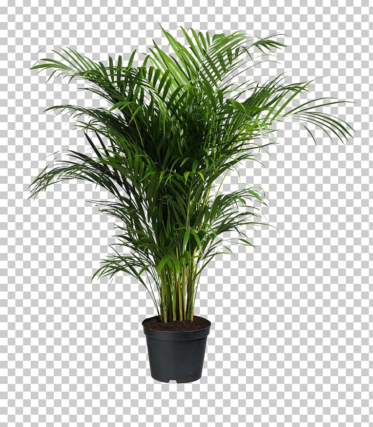 Howea Forsteriana Ravenea Areca Palm Houseplant PNG, Clipart, Arecaceae, Arecales, Areca Palm, Chamaedorea Elegans, Chinese Evergreens Free PNG Download