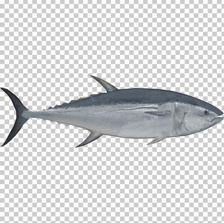 Pacific Bluefin Tuna Southern Bluefin Tuna Albacore Bigeye Tuna Fish PNG, Clipart, Albacore, Animals, Atlantic Bluefin Tuna, Bigeye Tuna, Bonito Free PNG Download
