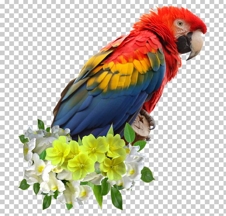 Scarlet Macaw Parrot Bird Red-and-green Macaw Blue-and-yellow Macaw PNG, Clipart, Animals, Beak, Blueandyellow Macaw, Common Pet Parakeet, Decoration Free PNG Download