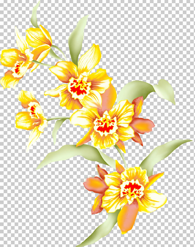 Flower Petal Yellow Plant Cut Flowers PNG, Clipart, Cut Flowers, Flower, Herbaceous Plant, Petal, Plant Free PNG Download